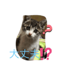 キジシロくうちゃん（個別スタンプ：22）