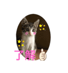 キジシロくうちゃん（個別スタンプ：24）