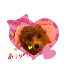 癒しのプーちゃんスタンプ（個別スタンプ：1）