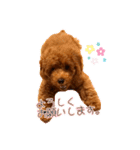 癒しのプーちゃんスタンプ（個別スタンプ：5）
