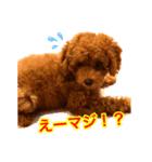 癒しのプーちゃんスタンプ（個別スタンプ：8）
