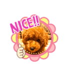 癒しのプーちゃんスタンプ（個別スタンプ：12）