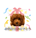 癒しのプーちゃんスタンプ（個別スタンプ：14）