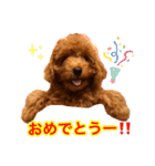 癒しのプーちゃんスタンプ（個別スタンプ：16）
