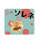 写真de猫スタンプ2（個別スタンプ：4）