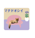 写真de猫スタンプ2（個別スタンプ：17）