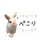 うさぎのバムの毎日スタンプ（個別スタンプ：2）