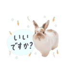 うさぎのバムの毎日スタンプ（個別スタンプ：3）