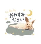 うさぎのバムの毎日スタンプ（個別スタンプ：8）