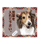 猫と犬の似顔絵スタンプ（個別スタンプ：1）