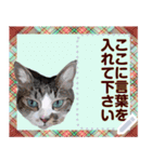 猫と犬の似顔絵スタンプ（個別スタンプ：4）