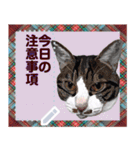 猫と犬の似顔絵スタンプ（個別スタンプ：6）