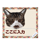 猫と犬の似顔絵スタンプ（個別スタンプ：7）