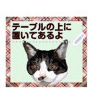 猫と犬の似顔絵スタンプ（個別スタンプ：8）