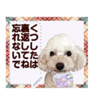 猫と犬の似顔絵スタンプ（個別スタンプ：9）