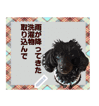 猫と犬の似顔絵スタンプ（個別スタンプ：12）