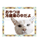 猫と犬の似顔絵スタンプ（個別スタンプ：13）