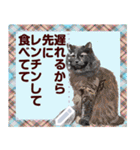 猫と犬の似顔絵スタンプ（個別スタンプ：15）