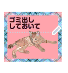 猫と犬の似顔絵スタンプ（個別スタンプ：16）