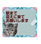 猫と犬の似顔絵スタンプ（個別スタンプ：17）