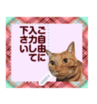 猫と犬の似顔絵スタンプ（個別スタンプ：18）