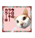 猫と犬の似顔絵スタンプ（個別スタンプ：20）