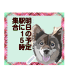 猫と犬の似顔絵スタンプ（個別スタンプ：21）