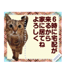 猫と犬の似顔絵スタンプ（個別スタンプ：22）