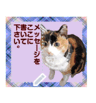 猫と犬の似顔絵スタンプ（個別スタンプ：23）