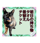 猫と犬の似顔絵スタンプ（個別スタンプ：24）