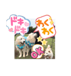 白柴ワン太日常5（個別スタンプ：1）