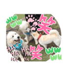 白柴ワン太日常5（個別スタンプ：2）