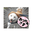 白柴ワン太日常5（個別スタンプ：3）
