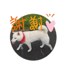 白柴ワン太日常5（個別スタンプ：7）