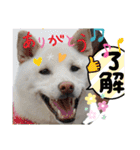 白柴ワン太日常5（個別スタンプ：8）