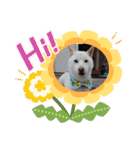 白柴ワン太日常5（個別スタンプ：11）