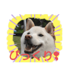 白柴ワン太日常5（個別スタンプ：12）
