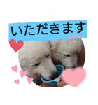 白柴ワン太日常5（個別スタンプ：13）