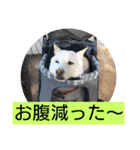 白柴ワン太日常5（個別スタンプ：14）