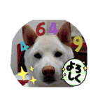 白柴ワン太日常5（個別スタンプ：15）