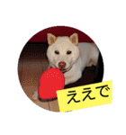 白柴ワン太日常5（個別スタンプ：16）