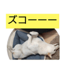 白柴ワン太日常5（個別スタンプ：18）