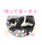 白柴ワン太日常5（個別スタンプ：19）