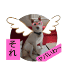 白柴ワン太日常5（個別スタンプ：20）