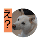 白柴ワン太日常5（個別スタンプ：21）