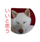 白柴ワン太日常5（個別スタンプ：22）