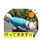 白柴ワン太日常5（個別スタンプ：23）