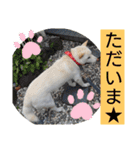 白柴ワン太日常5（個別スタンプ：24）