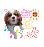 キャバリアのクレアちゃん（個別スタンプ：5）