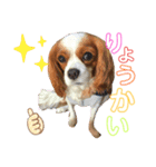 キャバリアのクレアちゃん（個別スタンプ：8）